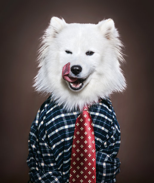 狗穿衬衫图片下载