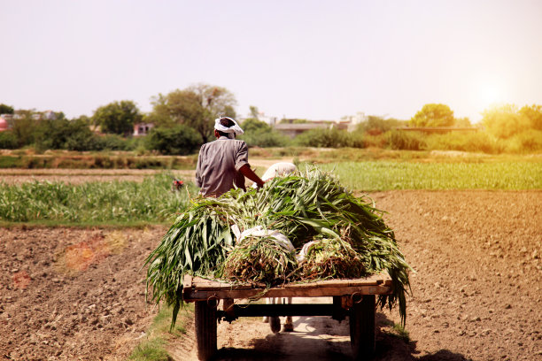 骑牛车的农民图片下载