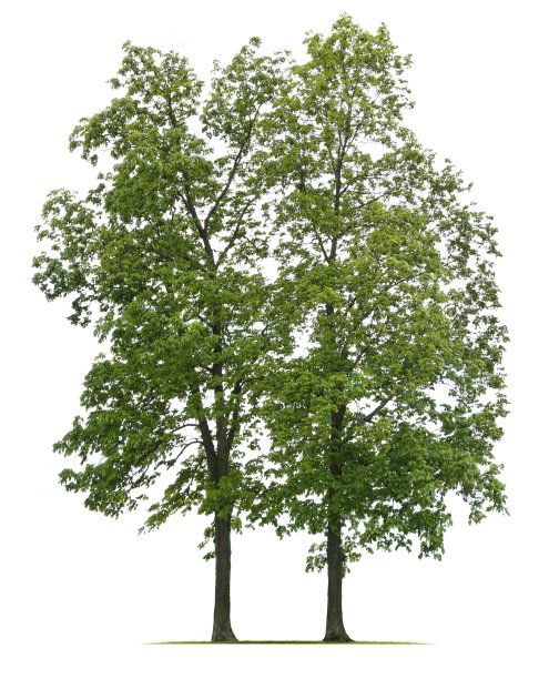 两棵树合并成一棵树图片下载