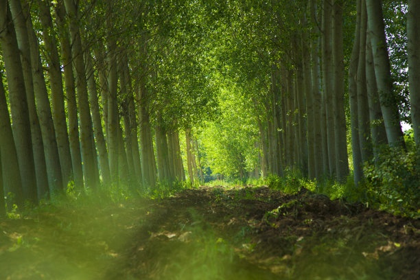 杨树与背景阵列图片下载