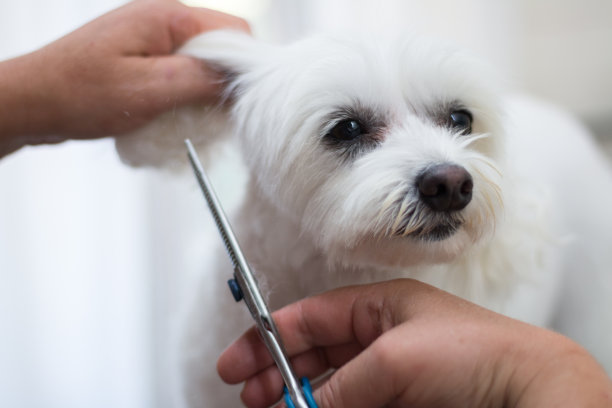 专业宠物犬美容素材图片