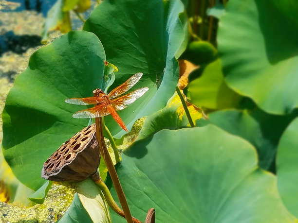 橙色的蜻蜓图片下载