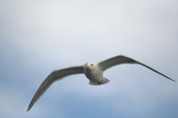 海鸥,一击图片下载