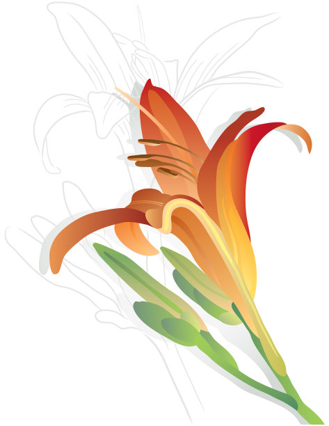 天百合图片下载