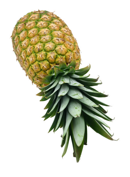 菠萝图片下载