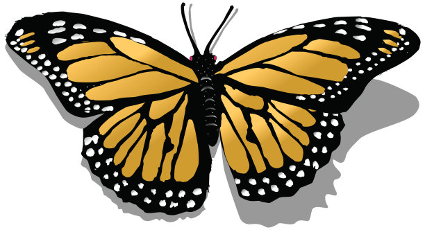 黑脉金斑蝶图片下载