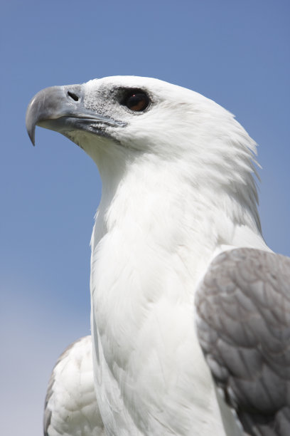 白腹海鹰图片下载