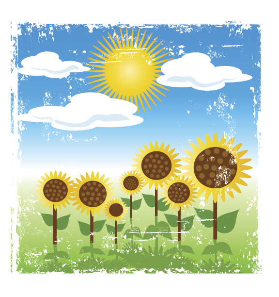 邋遢的向日葵野外场景图片下载
