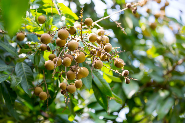 越南谅山岛吗素材图片