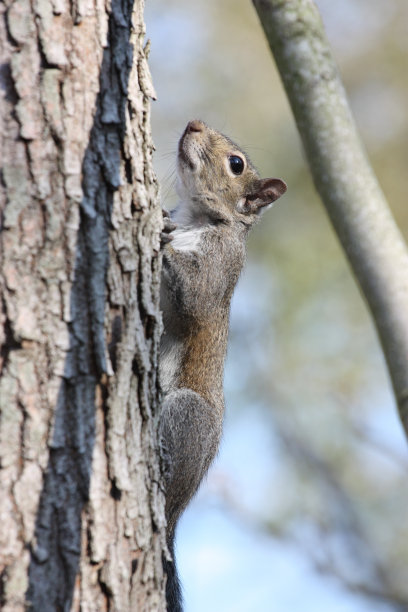 美国路易斯安那州新奥尔良，一只松鼠正在爬树图片下载