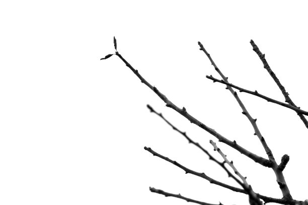 分支轮廓图片下载