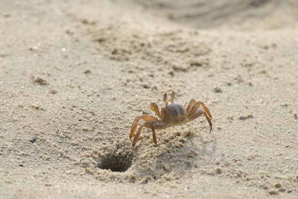 螃蟹在沙滩上图片下载