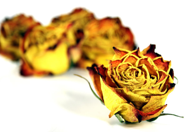 干玫瑰图片下载