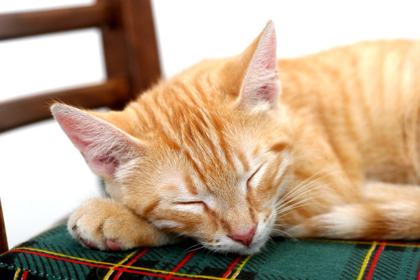 睡的小猫图片下载