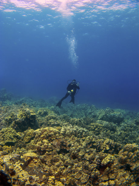 女人在珊瑚礁上潜水图片下载