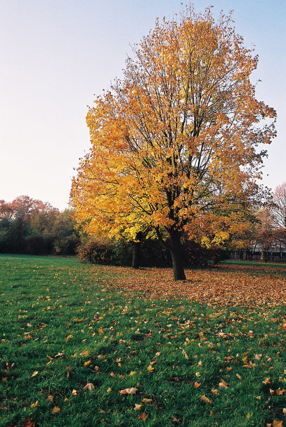 秋天的树图片下载