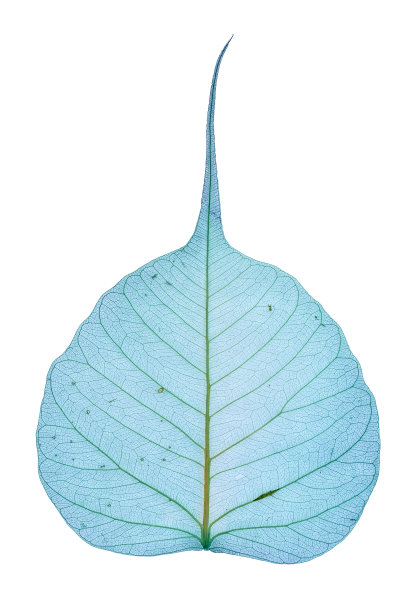 装饰片图片下载