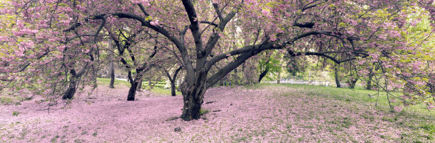 樱桃树全景图片下载