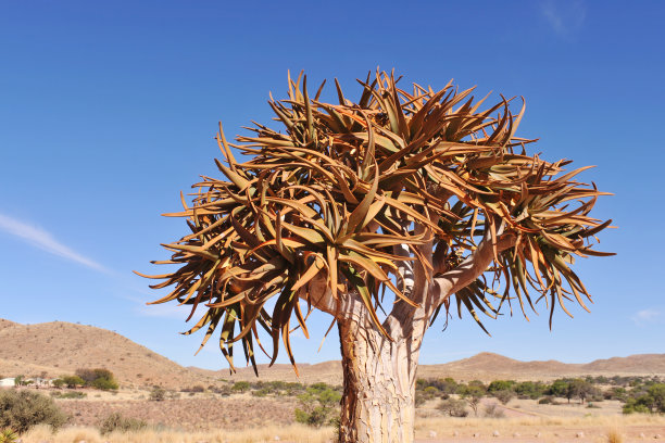 南纳米比亚的一种箭袋树(芦荟)图片下载