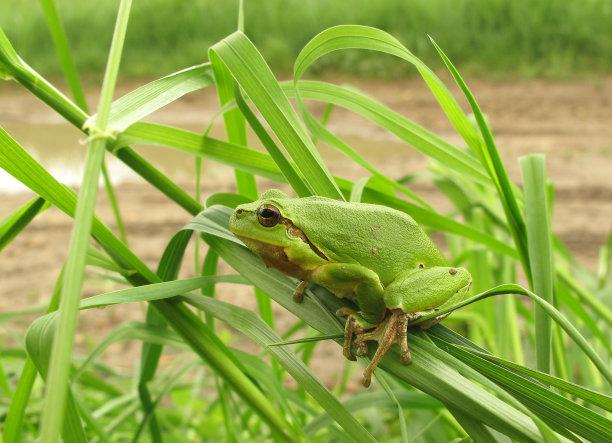绿色的青蛙在草叶上图片下载