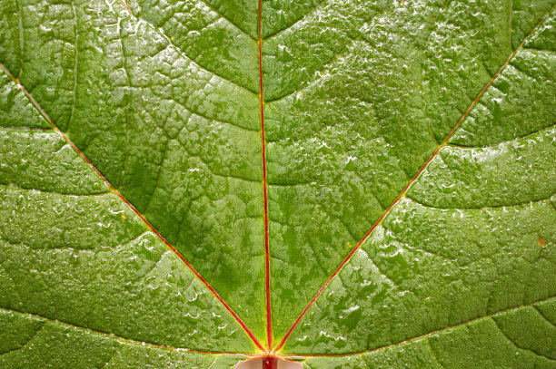 绿色的叶子图片下载