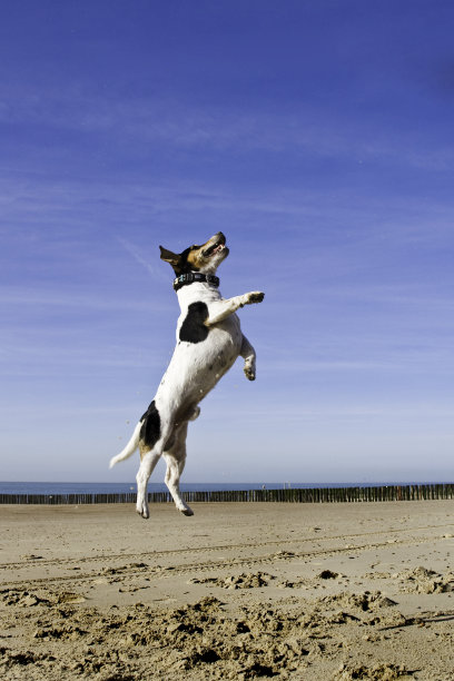 三强罗素狗在沙滩上蹦蹦跳跳图片下载