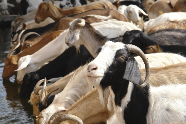 山羊喝水图片下载