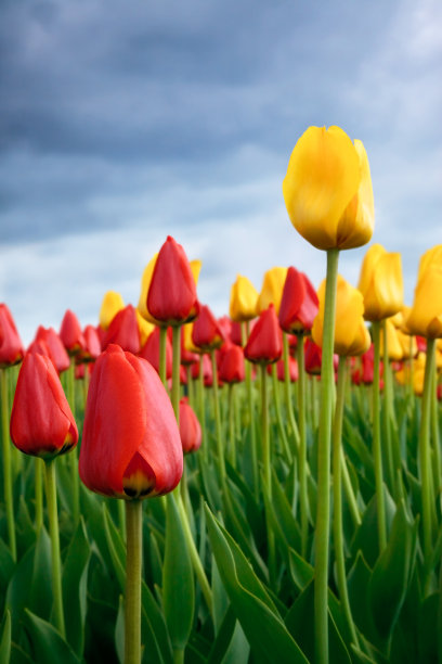 郁金香图片下载