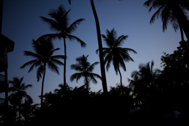 黄昏的棕榈树图片下载