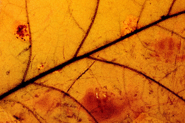 叶子的纹理背景图片下载