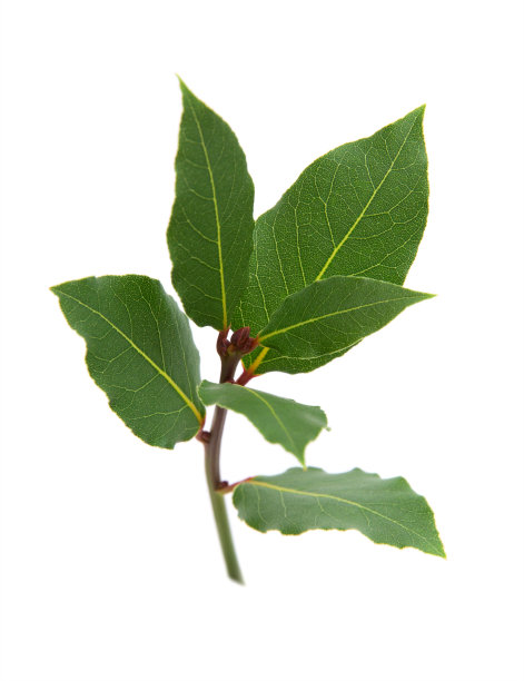 月桂树图片下载