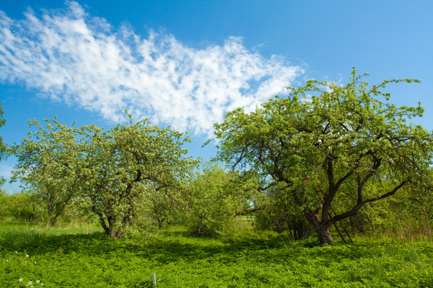 带花的苹果树图片下载
