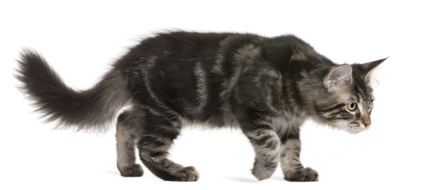 侧面的缅因猫，行走，白色背景图片下载