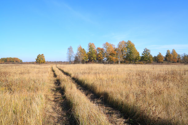 秋天田野上的矮树林图片下载