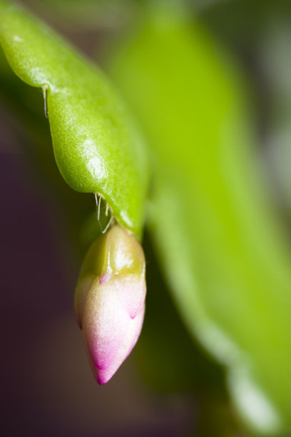 圣诞仙人掌芽图片下载