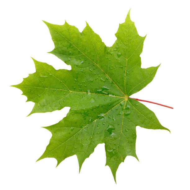 枫叶绿的叶子上有水滴图片下载