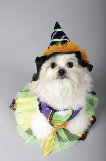 可爱的小狗女巫图片下载