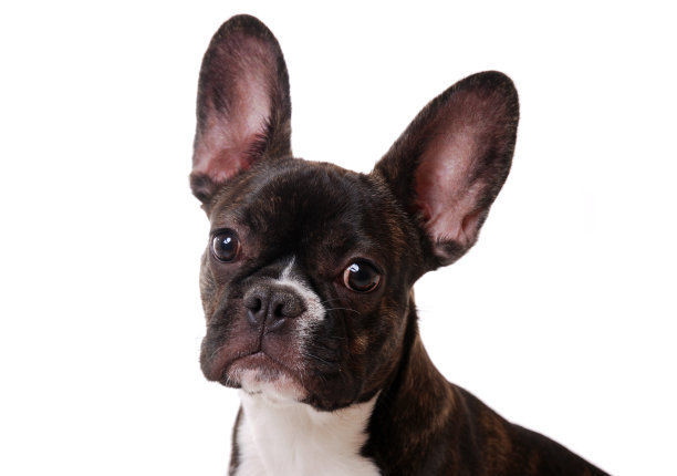 法国斗牛犬图片下载