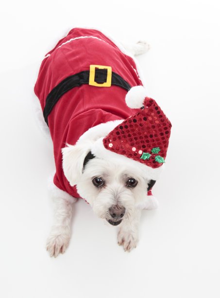 可爱的圣诞狗狗图片下载