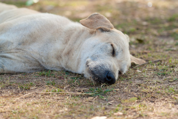 流浪狗睡图片下载