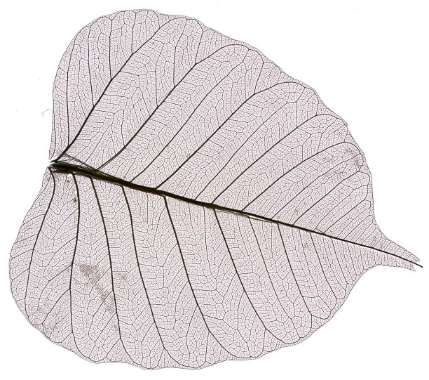 叶骨架图片下载