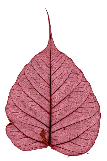 干叶宏2图片下载