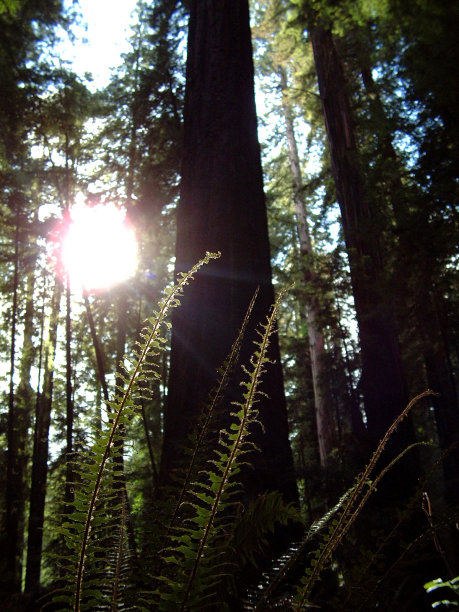 红杉中的蕨类图片下载