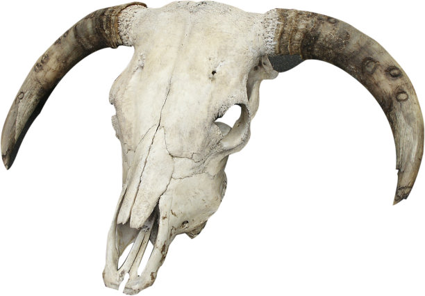 引导头骨图片下载