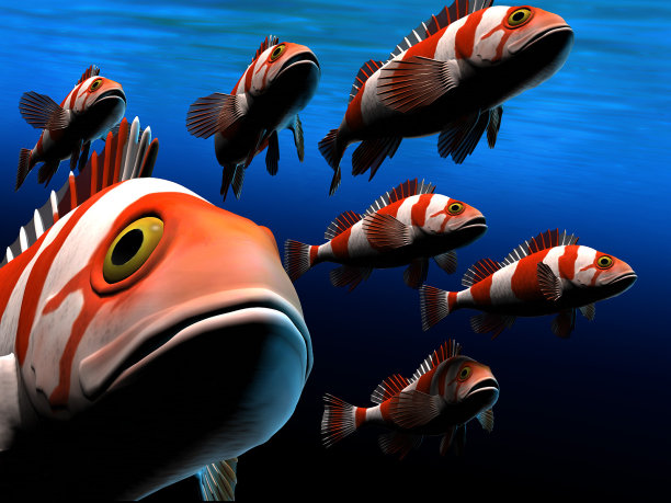 色彩斑斓的鱼图片下载