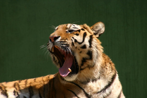 老虎打哈欠图片下载