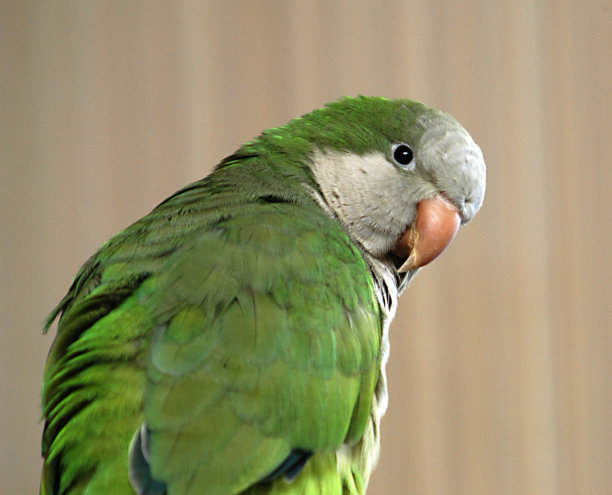 吃你自己的饼干图片下载