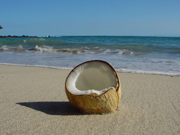 椰子海滩图片下载