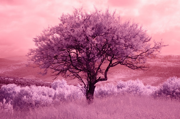 红外线景观3图片下载