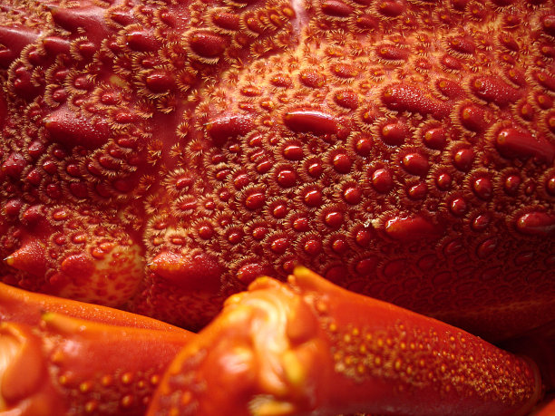 Lobster_06图片下载